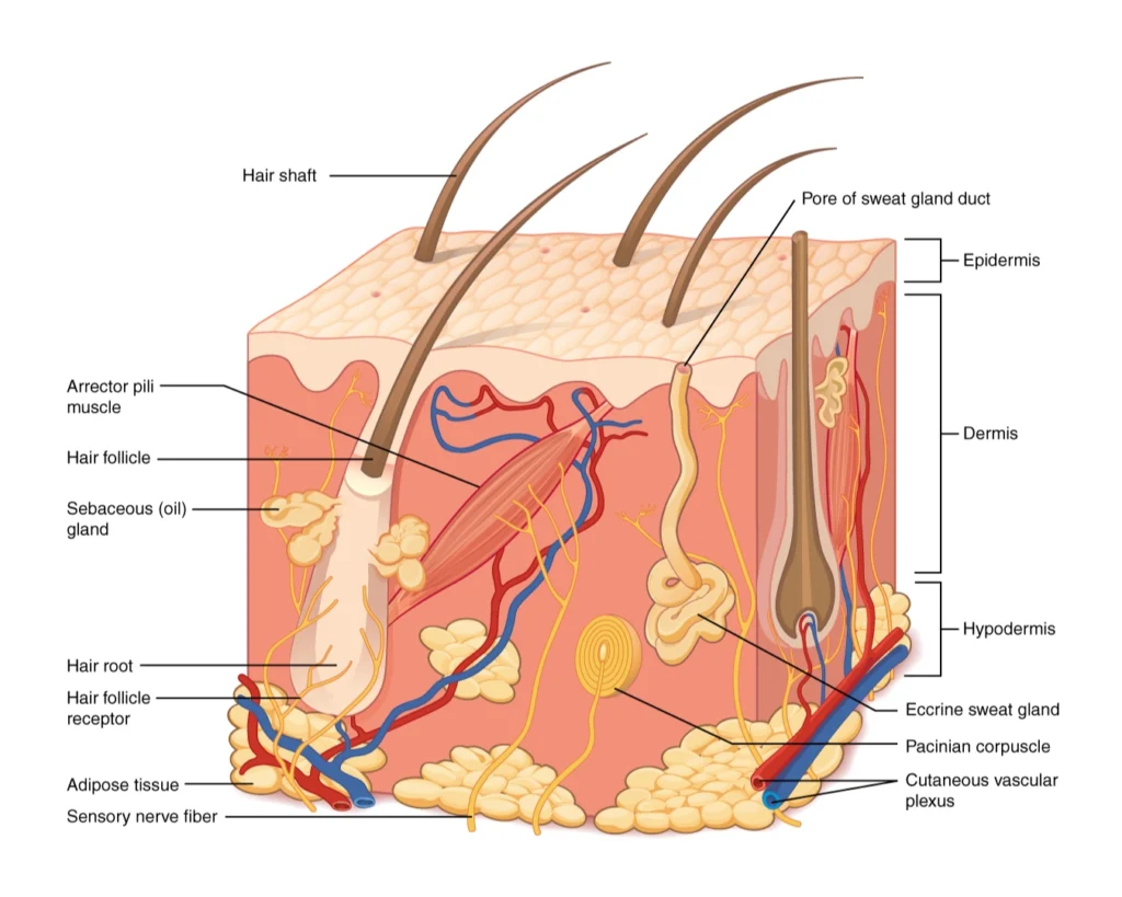 Scalp Longevity: Scalp and Hair Follicle Diagram