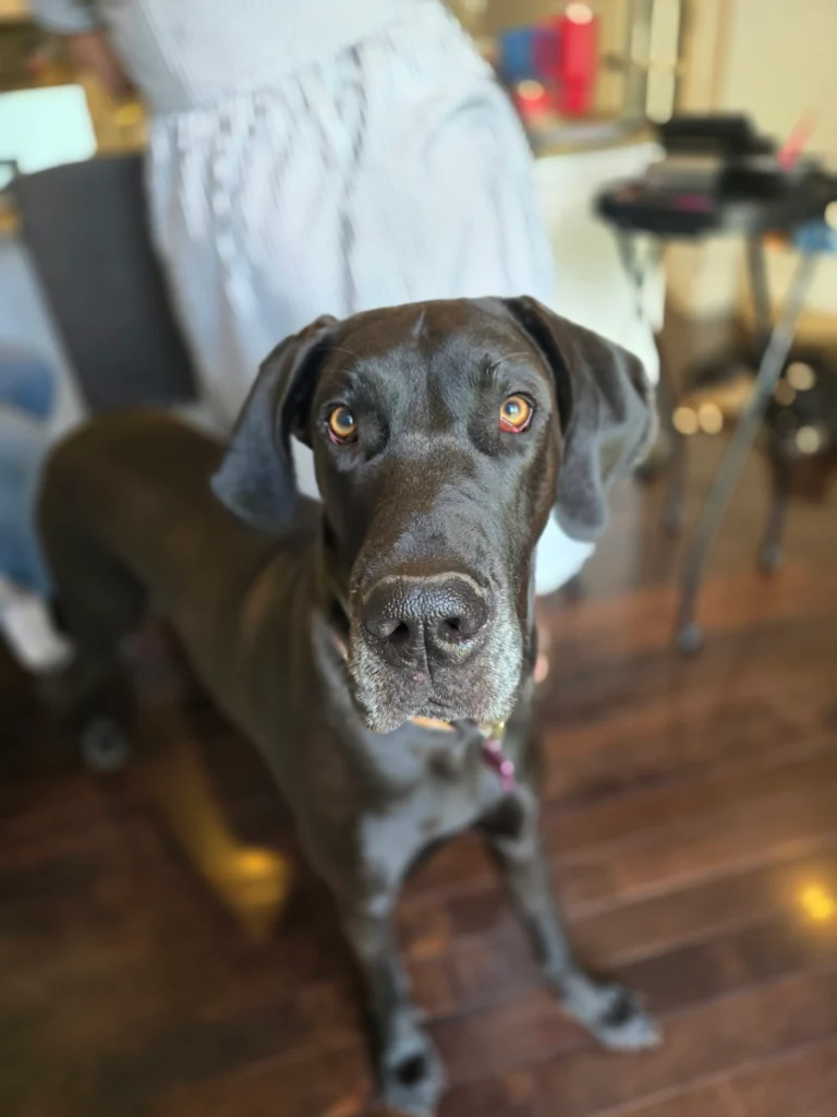 Concihairge's In-Residence Hair Salon Services: Concihairge is Pet and Snack Friendly